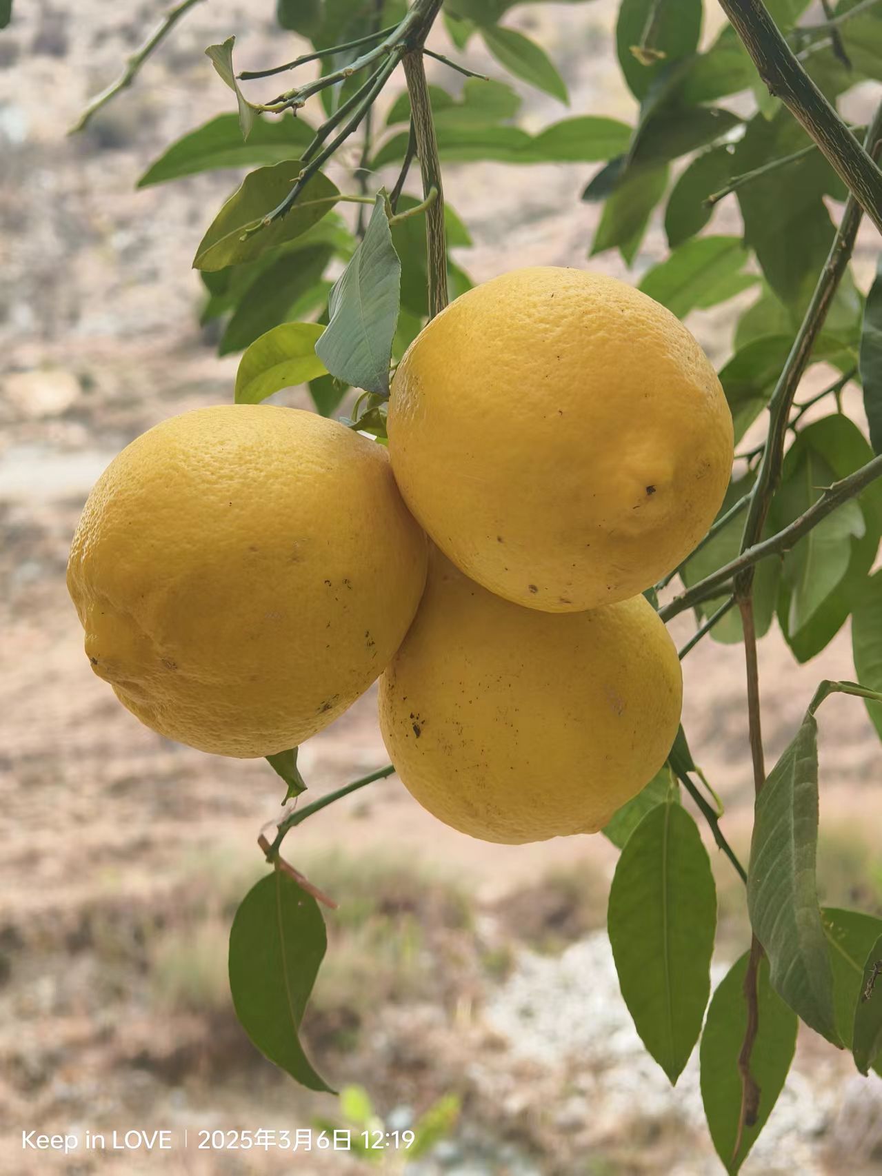 Wild big lemon from the valley