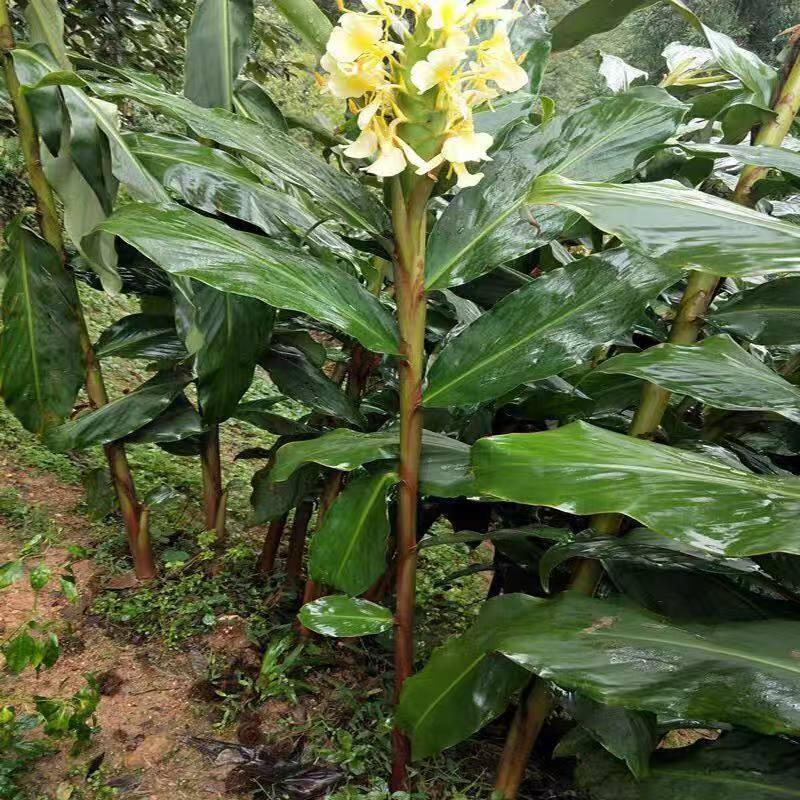草果青刺果精油